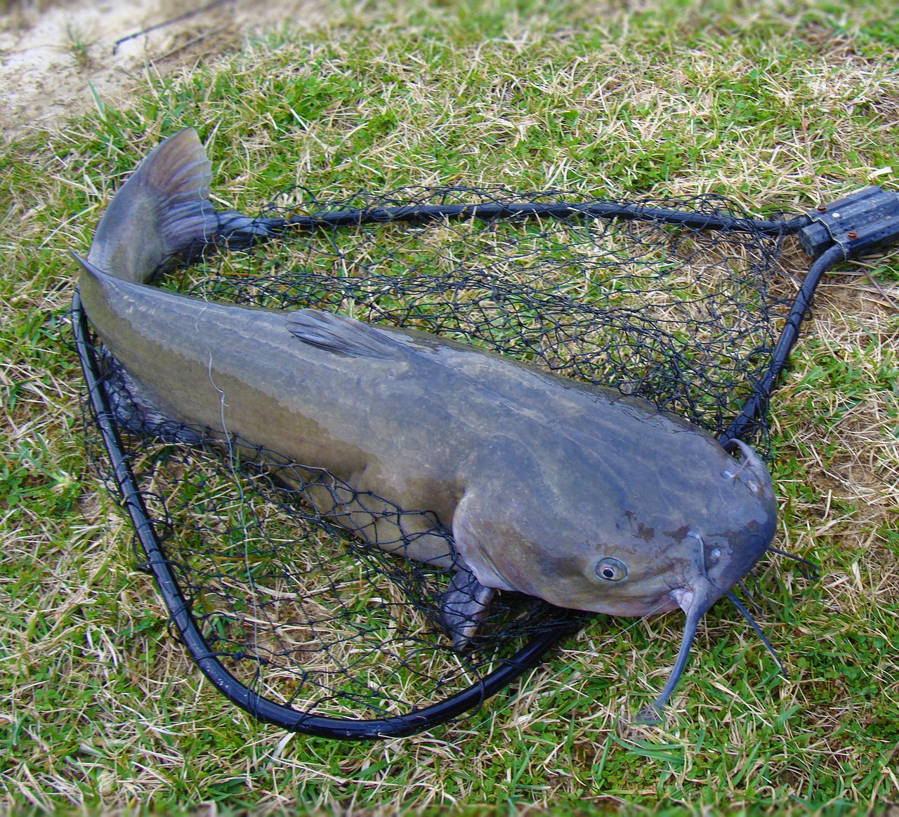 Catfishing and Online Identity Theft